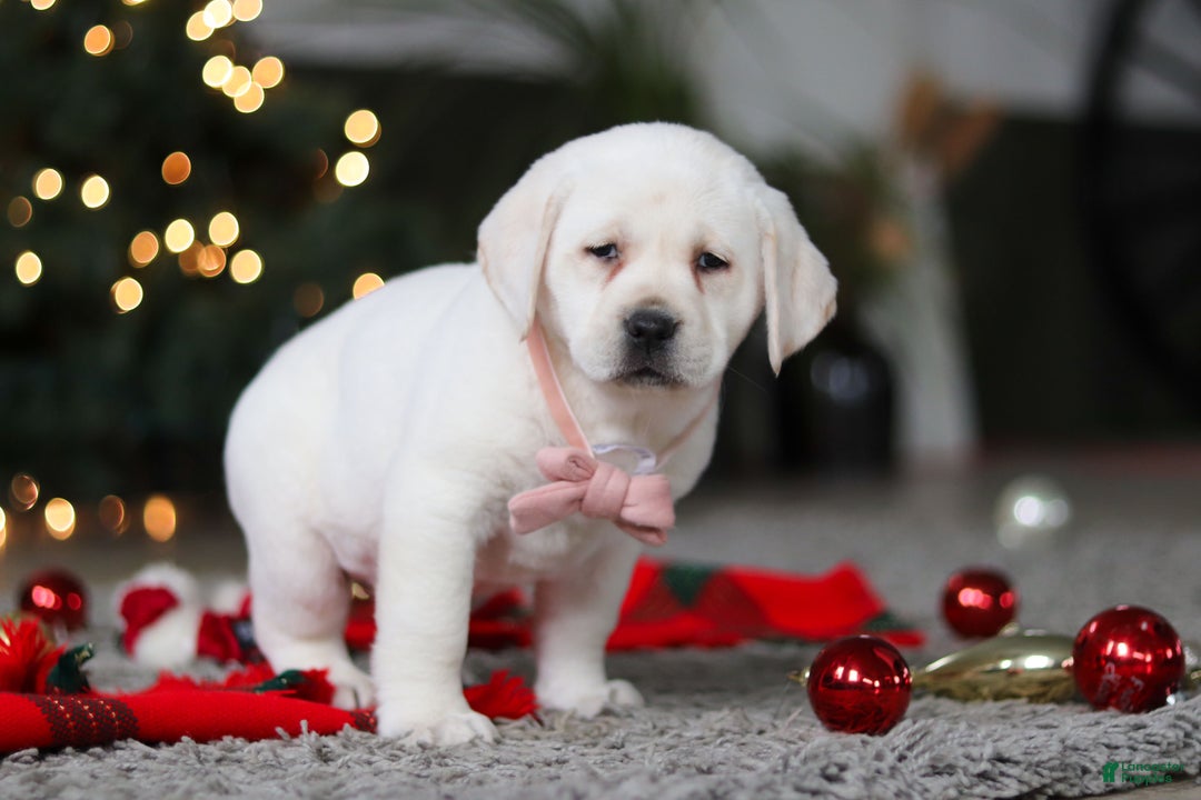 Labrador Retriever dogs for sale: Besty - Ad 7