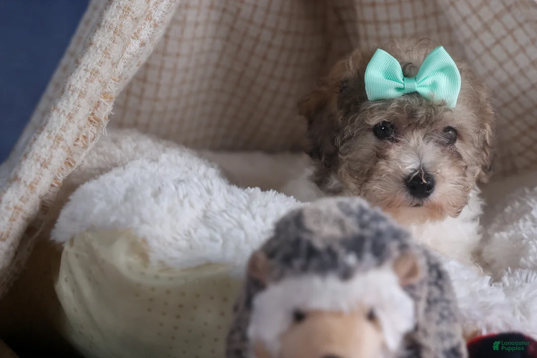 Bichpoo dogs for sale: Sunshine - Ad 14