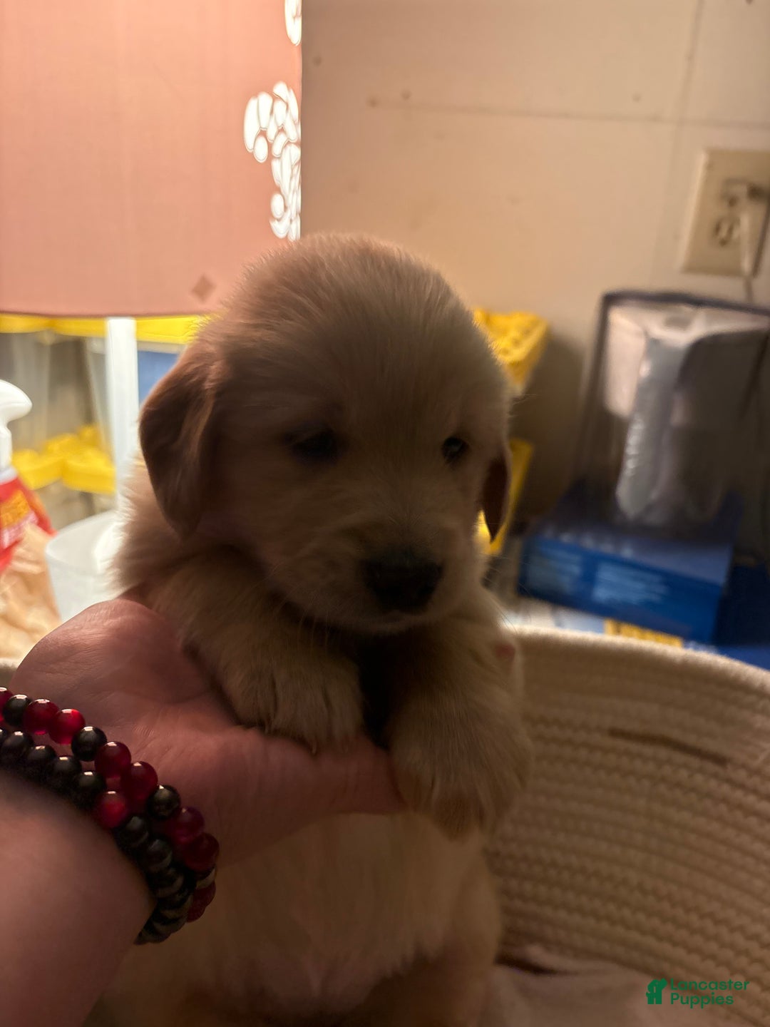 Golden Retriever dogs for sale: Burgundy  - Ad 3