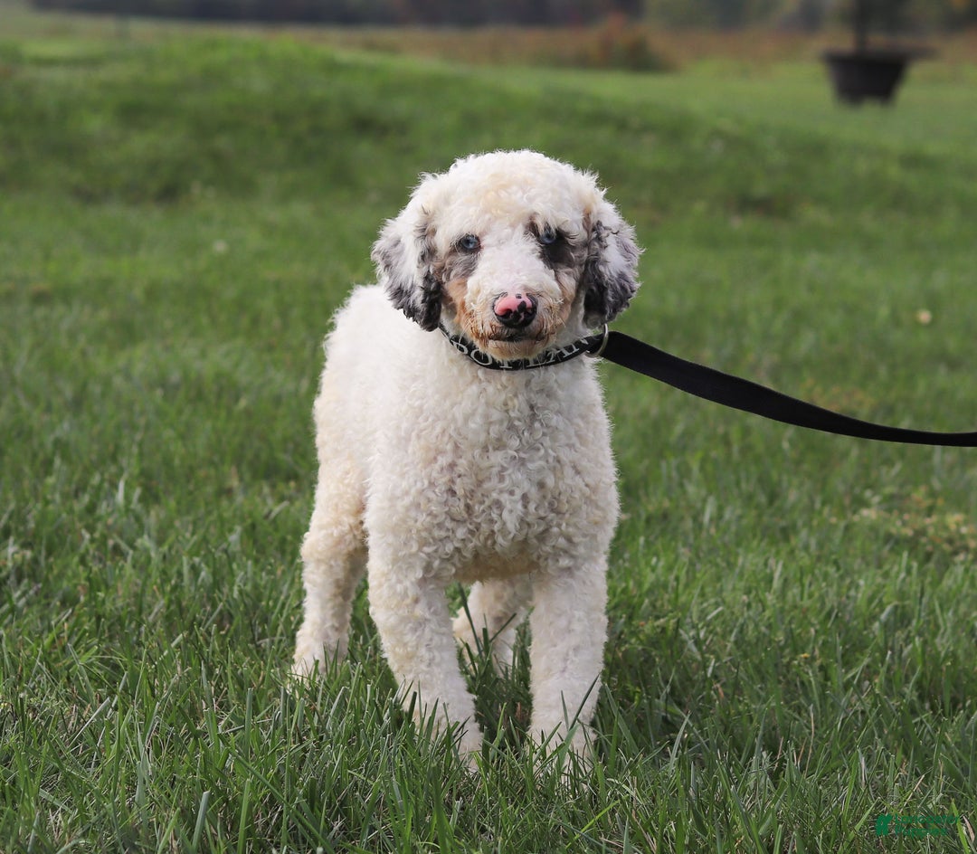 Mini Bernedoodle dogs for sale: Jasper - Ad 10