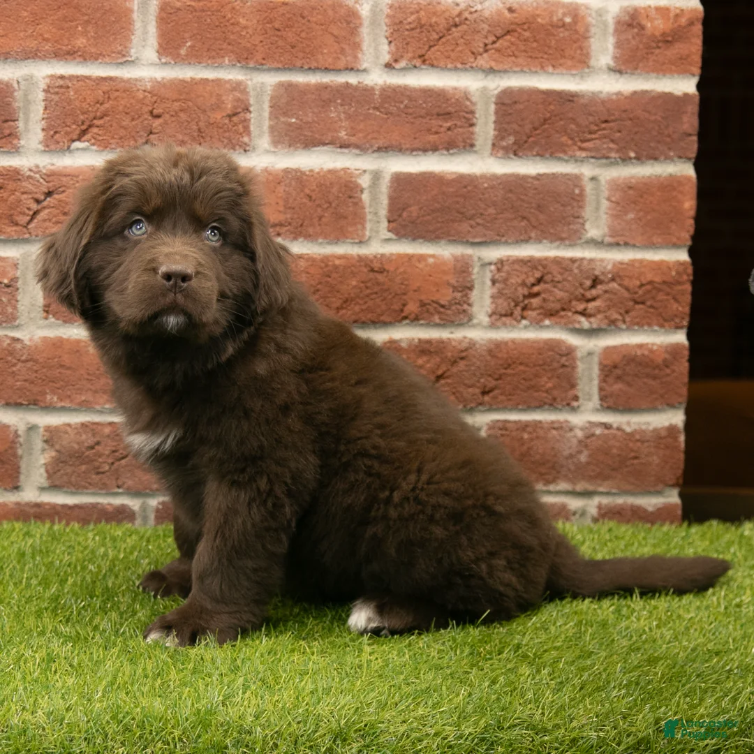 Newfoundland dogs for sale: Jackson - Ad 2