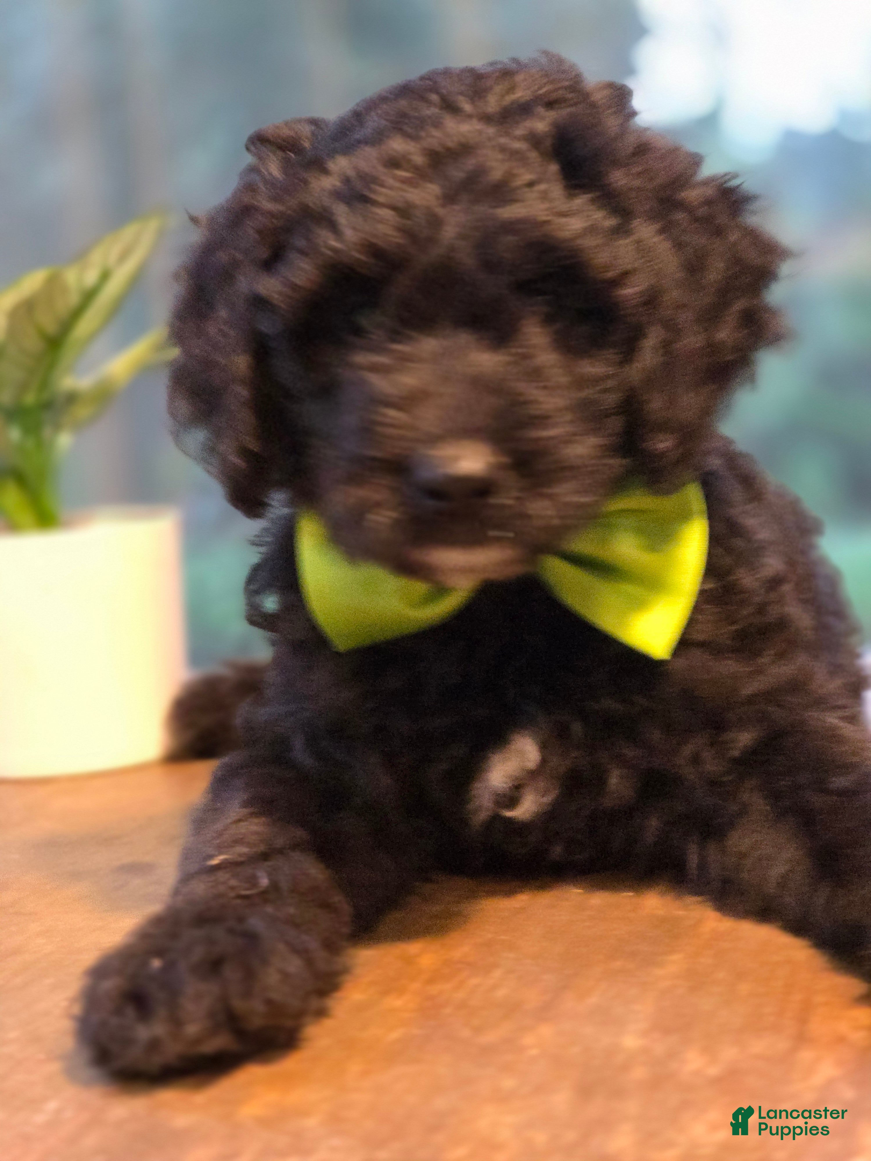Goldendoodle dogs Goldendoodle 1 - Ad 14
