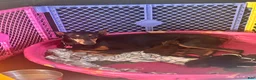Doberman Pinscher dogs for sale: Blue collar  - Ad 4