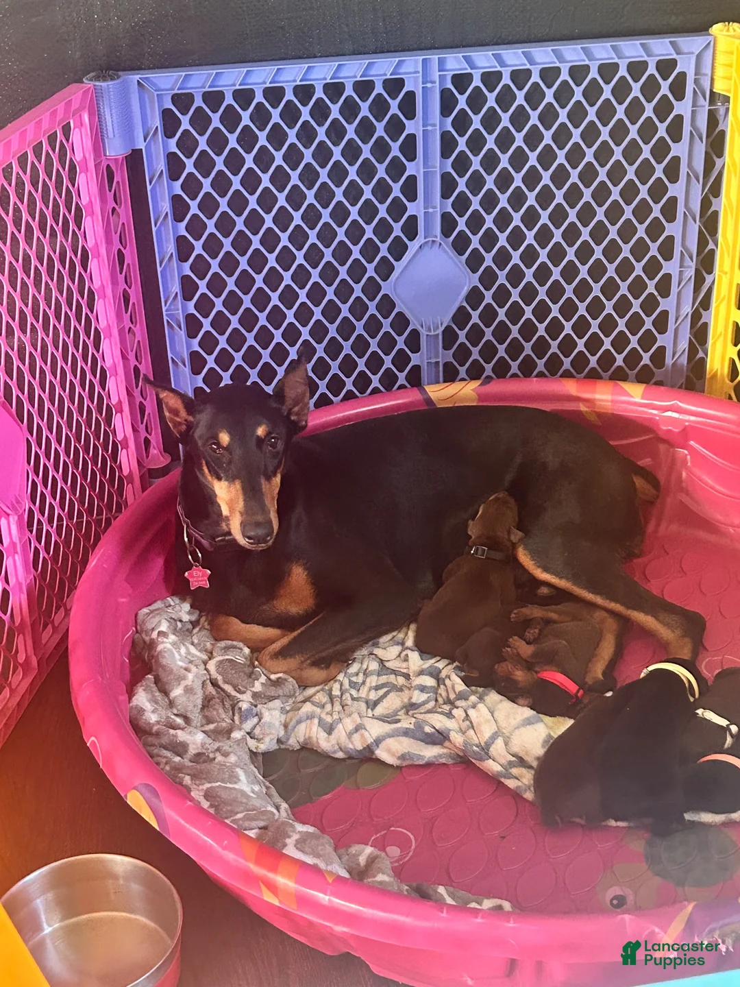 Doberman Pinscher dogs for sale: Blue collar  - Ad 4