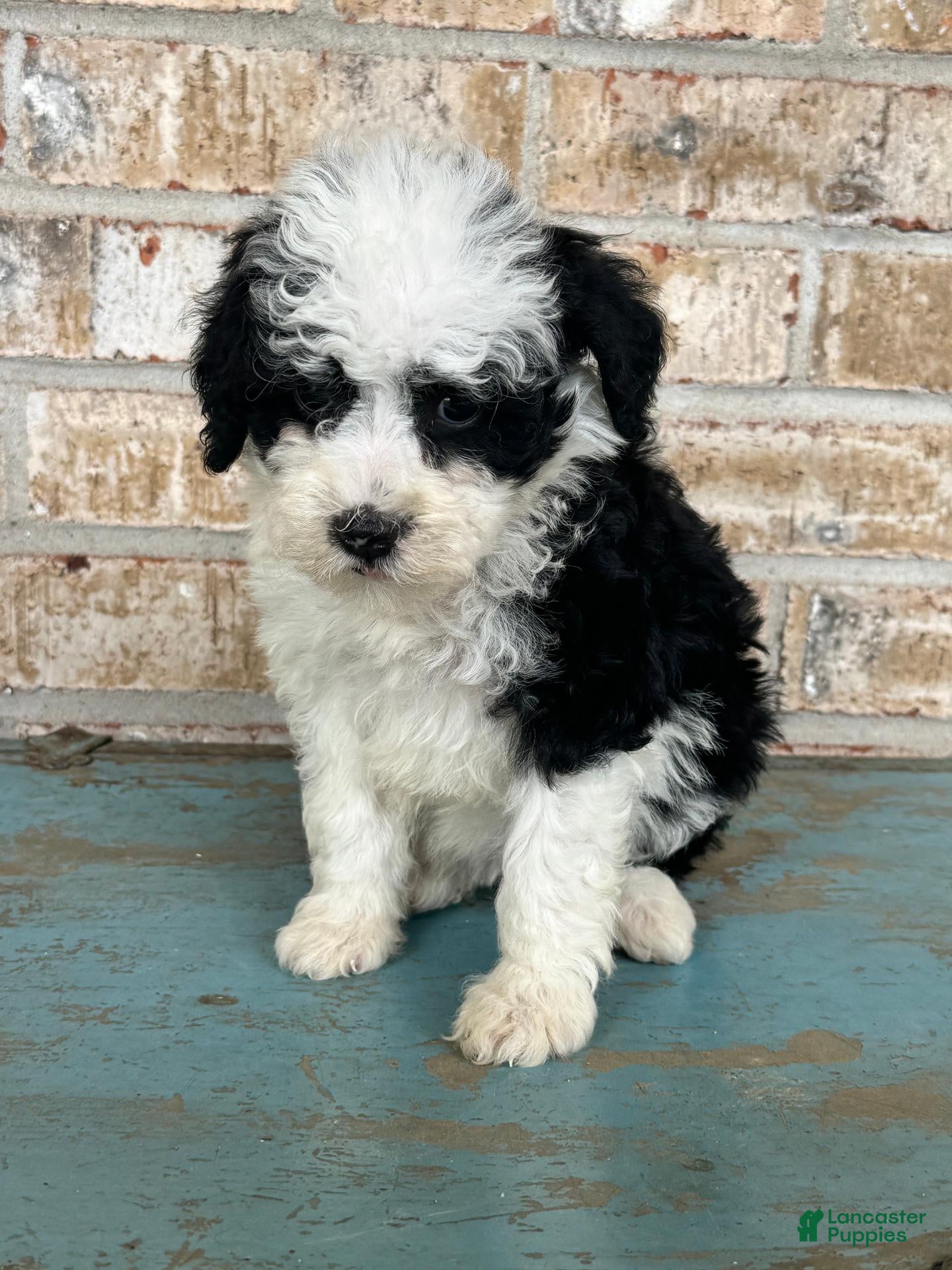 Mixed Breed dogs for sale: S'mores - Ad 24