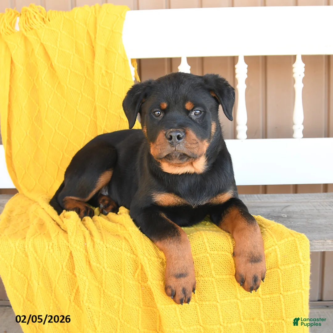 Rottweiler dogs for sale: Shadow - Ad 2