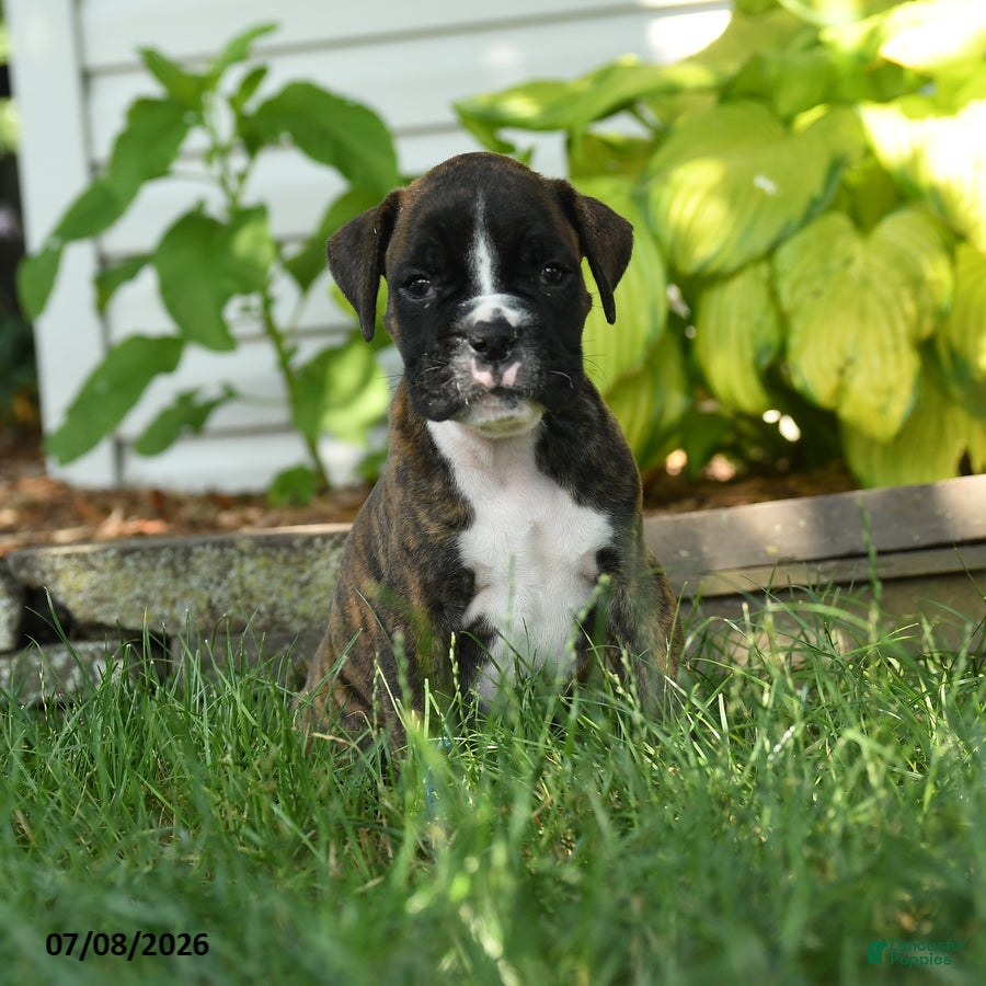 Boxer dogs Jett - Ad 2