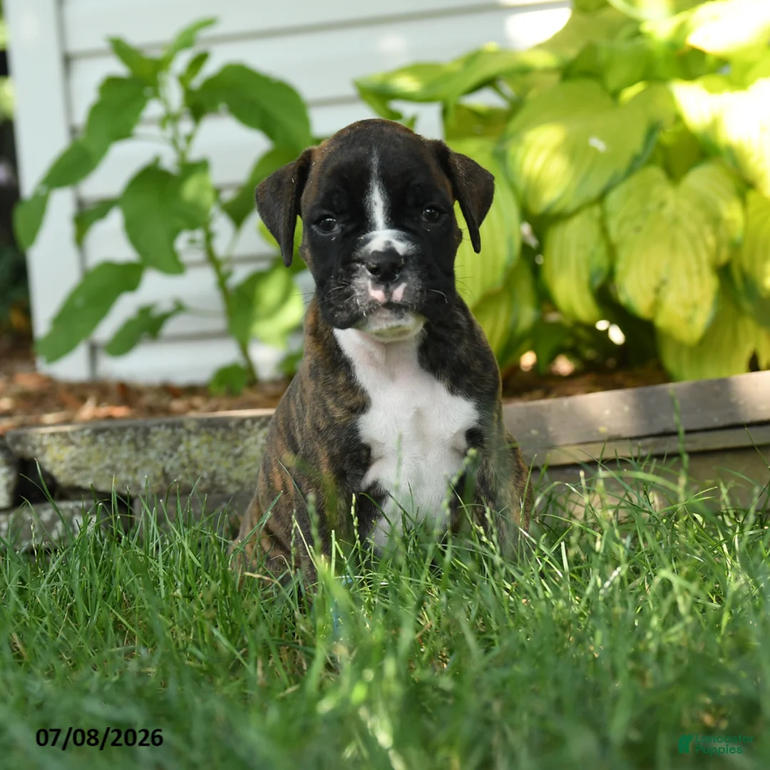 Boxer dogs for sale: Jett - Ad 2