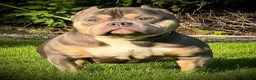 American Bully dogs for sale: Beautiful Tri-Color Adult Female American Bully - Ad 8