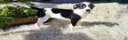 Chihuahua dogs for sale: Carmen - Ad 8
