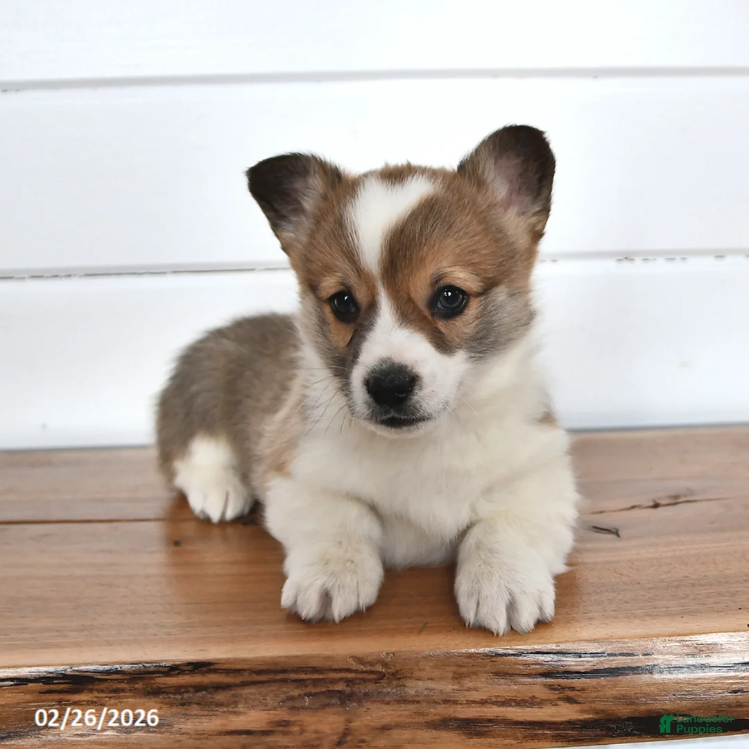 Welsh Corgi Pembroke dogs for sale: Graham - Ad 4