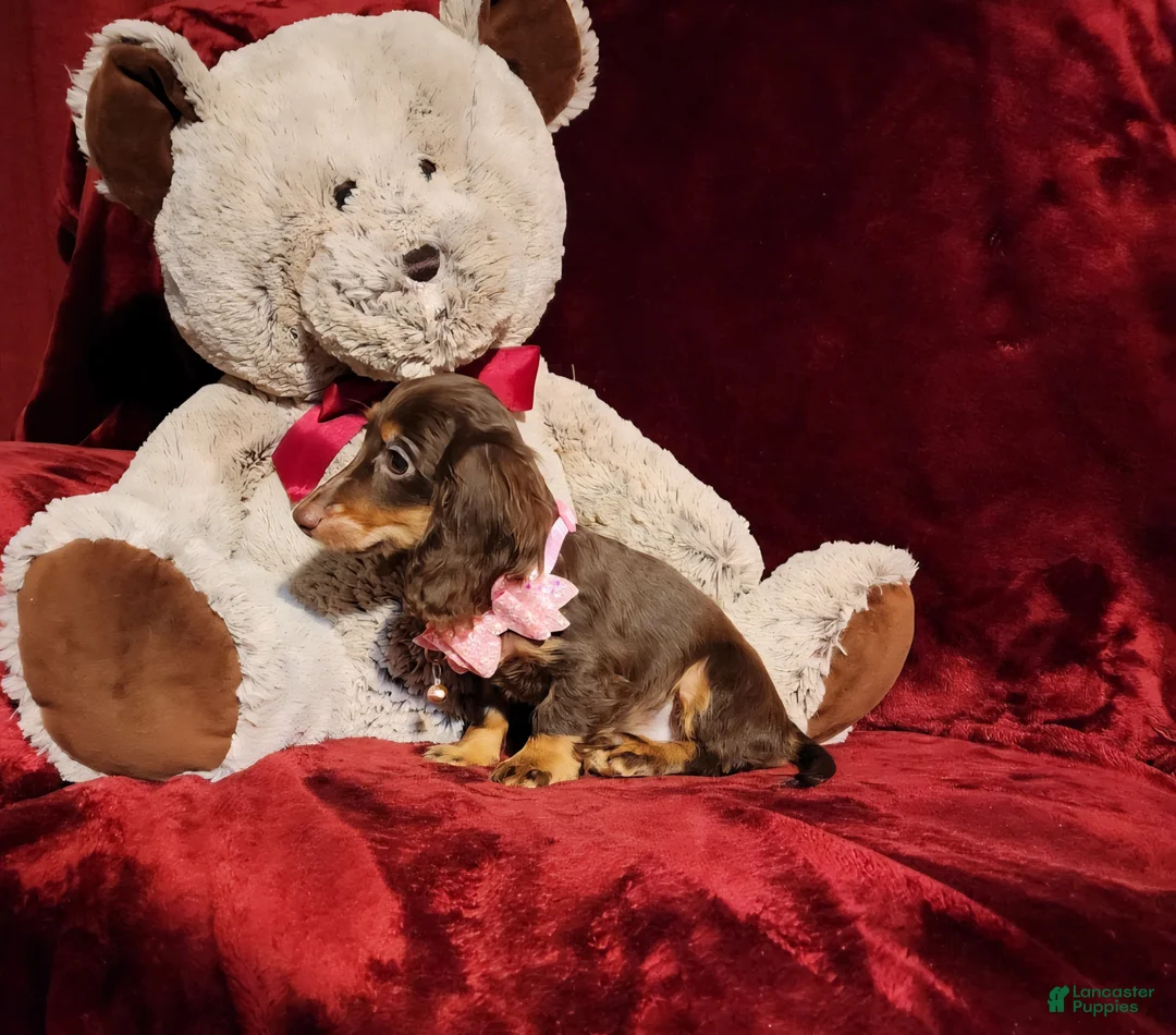 Miniature Dachshund dogs for sale: HAZEL - Ad 10