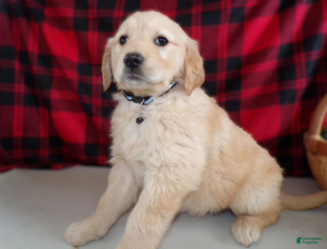 Golden Retriever dogs for sale: Golden Retriever Puppy 10 Star - Ad 1