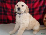 Golden Retriever Puppy 10 Star