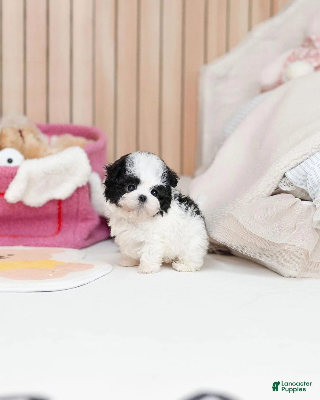 Maltipoo dogs for sale: Sissy - Ad 4