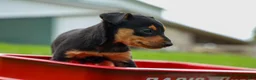 Miniature Pinscher dogs for sale: ALEX - Ad 3