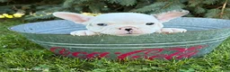 French Bulldog dogs for sale: Leo - Ad 3