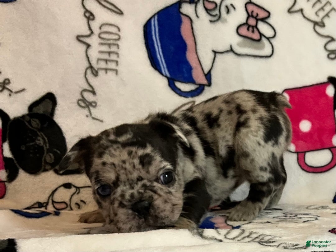 French Bulldog dogs for sale: Shell - Ad 15