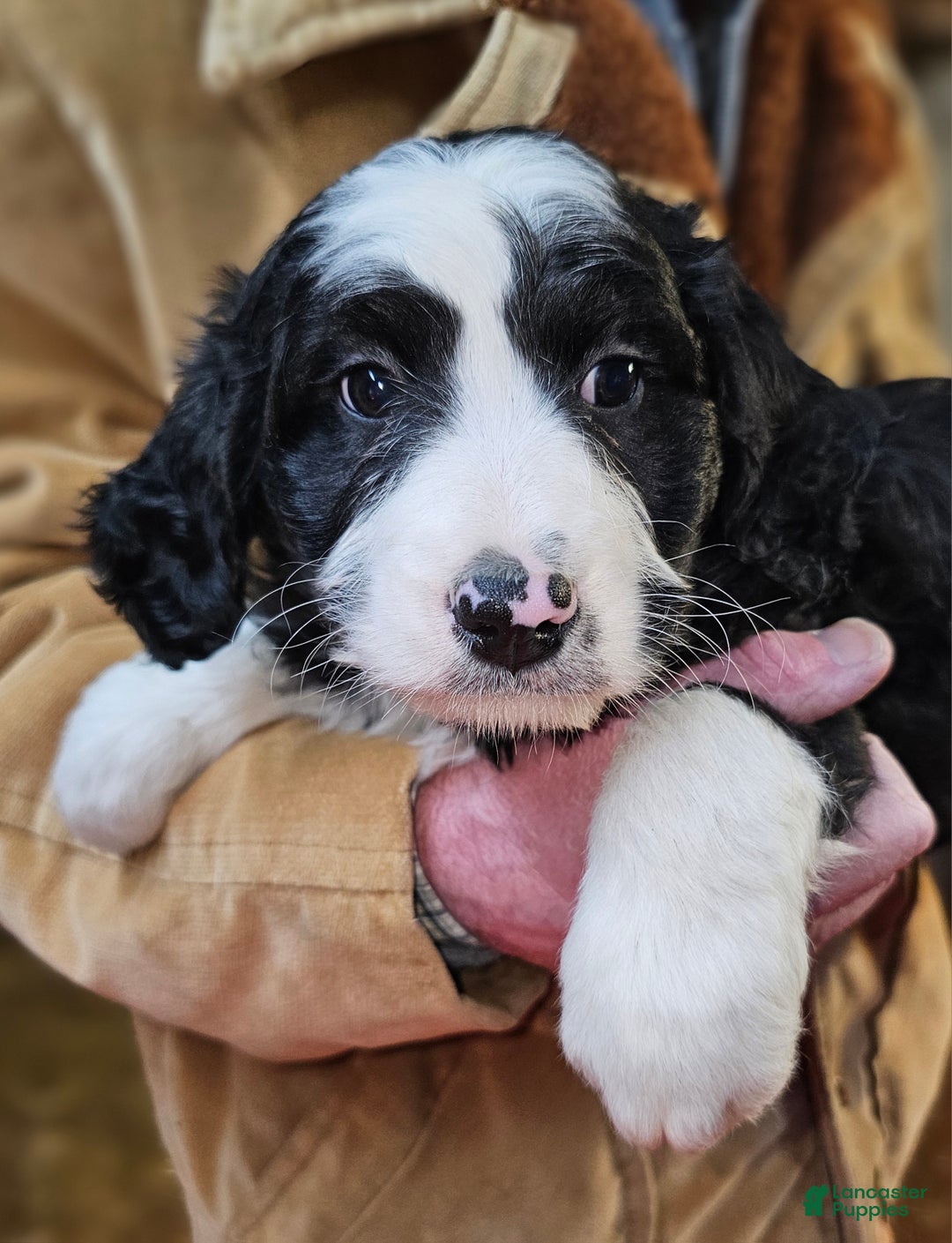 Bernedoodle dogs for sale: Bernedoodle Puppy 1 - Ad 9