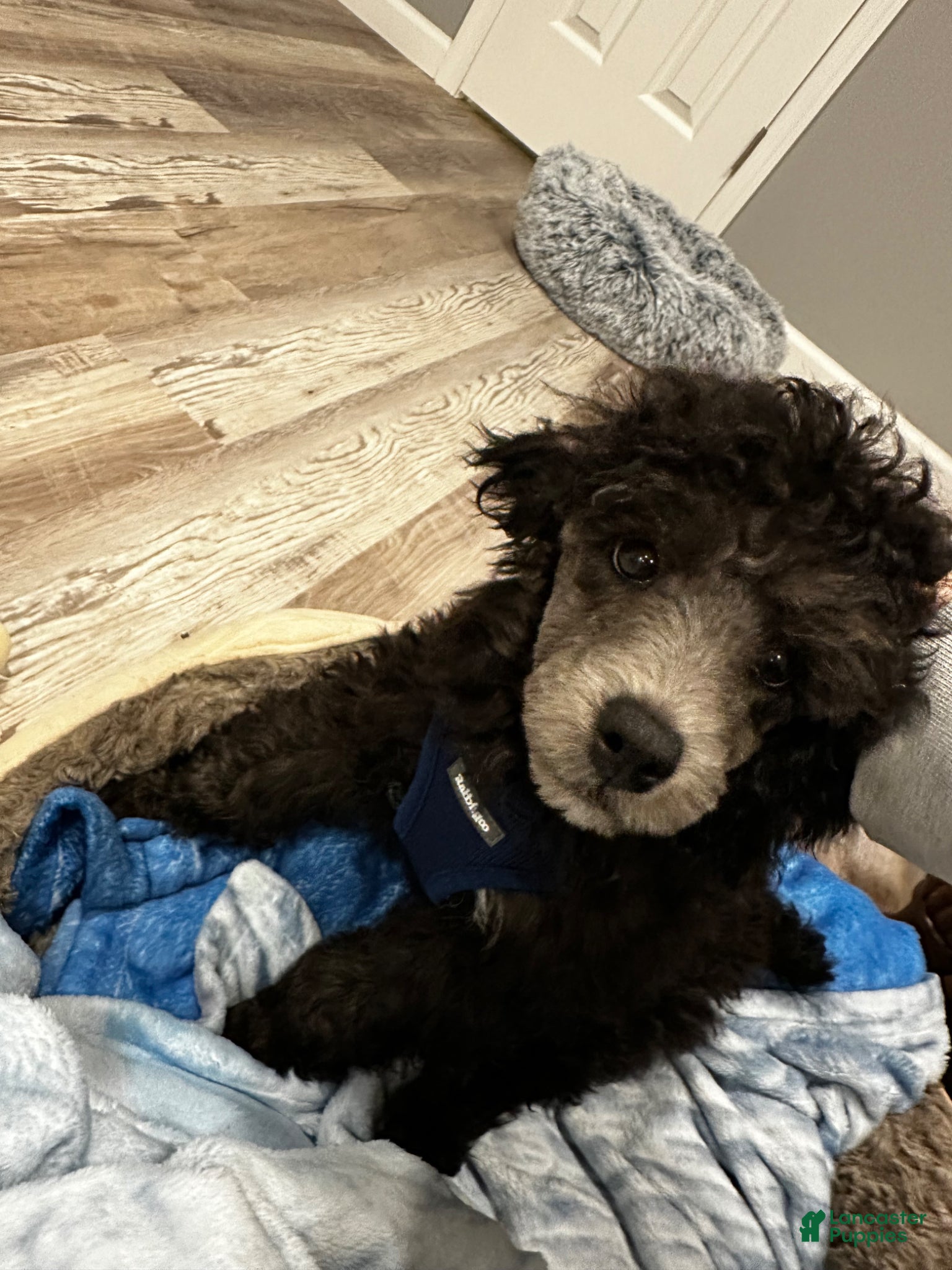 Toy Poodle dogs for sale: Toy Poodle Puppy 1 - Ad 1