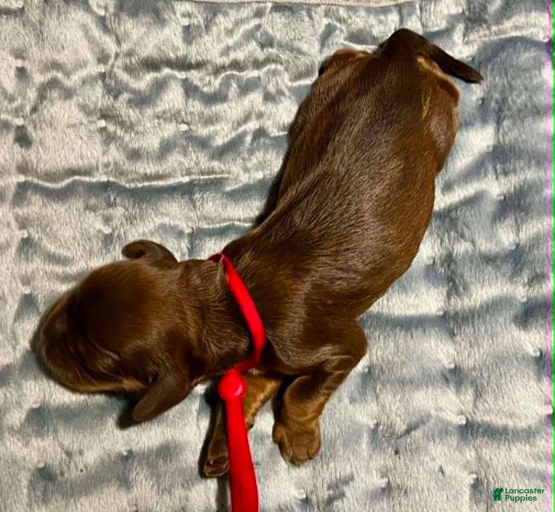 Cocker Spaniel dogs for sale: Cocker Spaniel 4 Scarlett - Ad 2