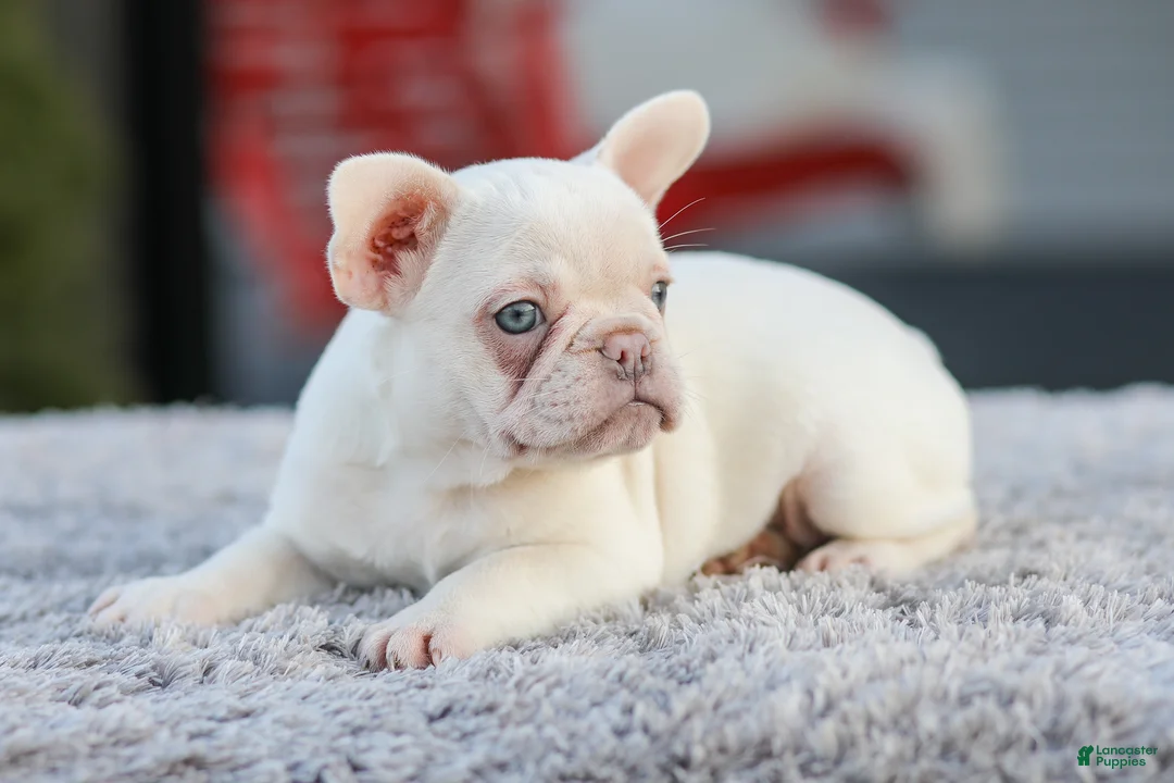 French Bulldog dogs for sale: Dora - Ad 2