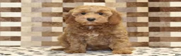 Cavapoo dogs for sale: Dusty - Ad 3