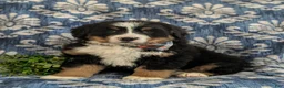 Bernese Mountain Dog dogs for sale: Donovan - Ad 1
