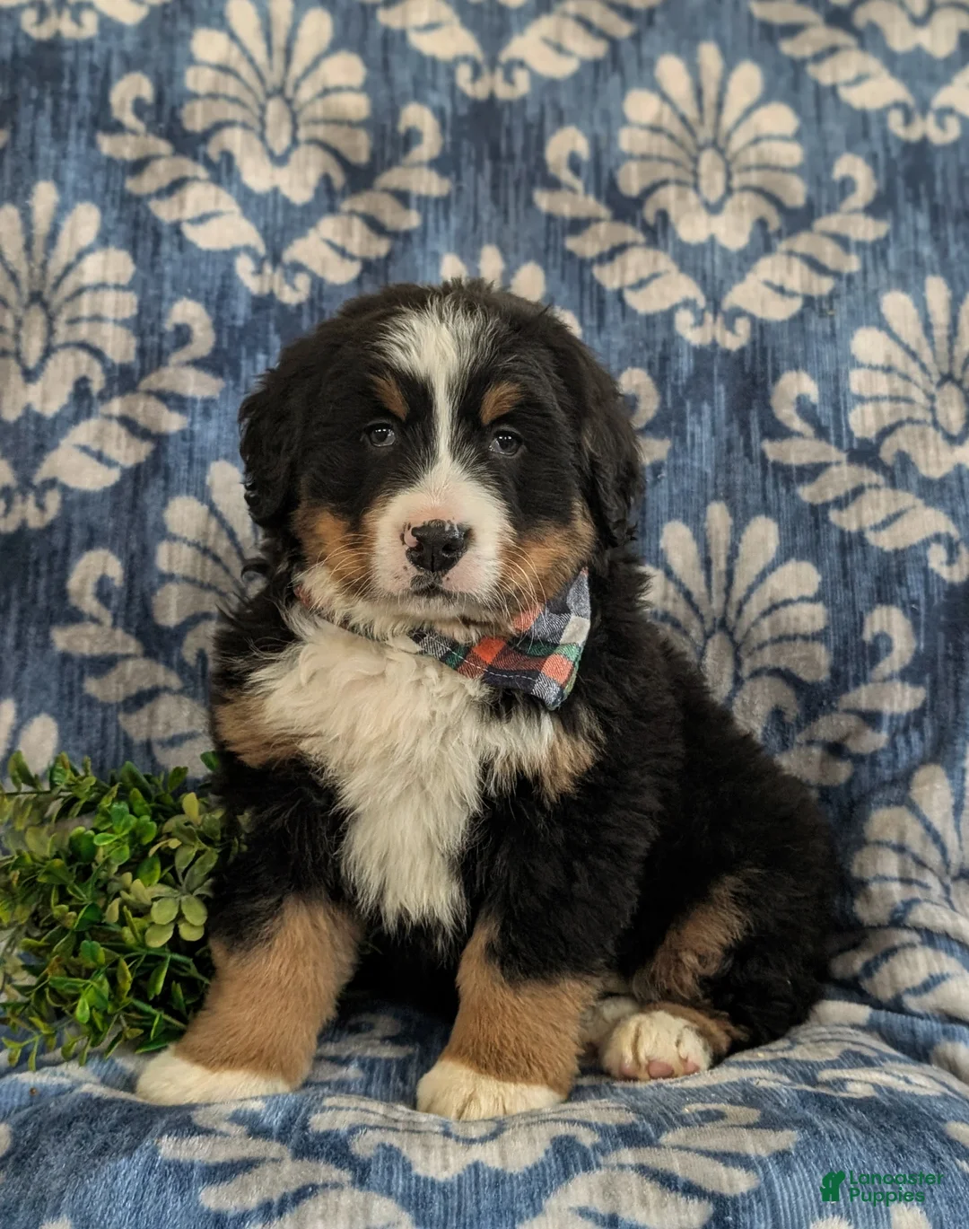 Bernese Mountain Dog dogs for sale: Donovan - Ad 1
