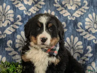 Bernese Mountain Dog dogs Donovan - Ad 22