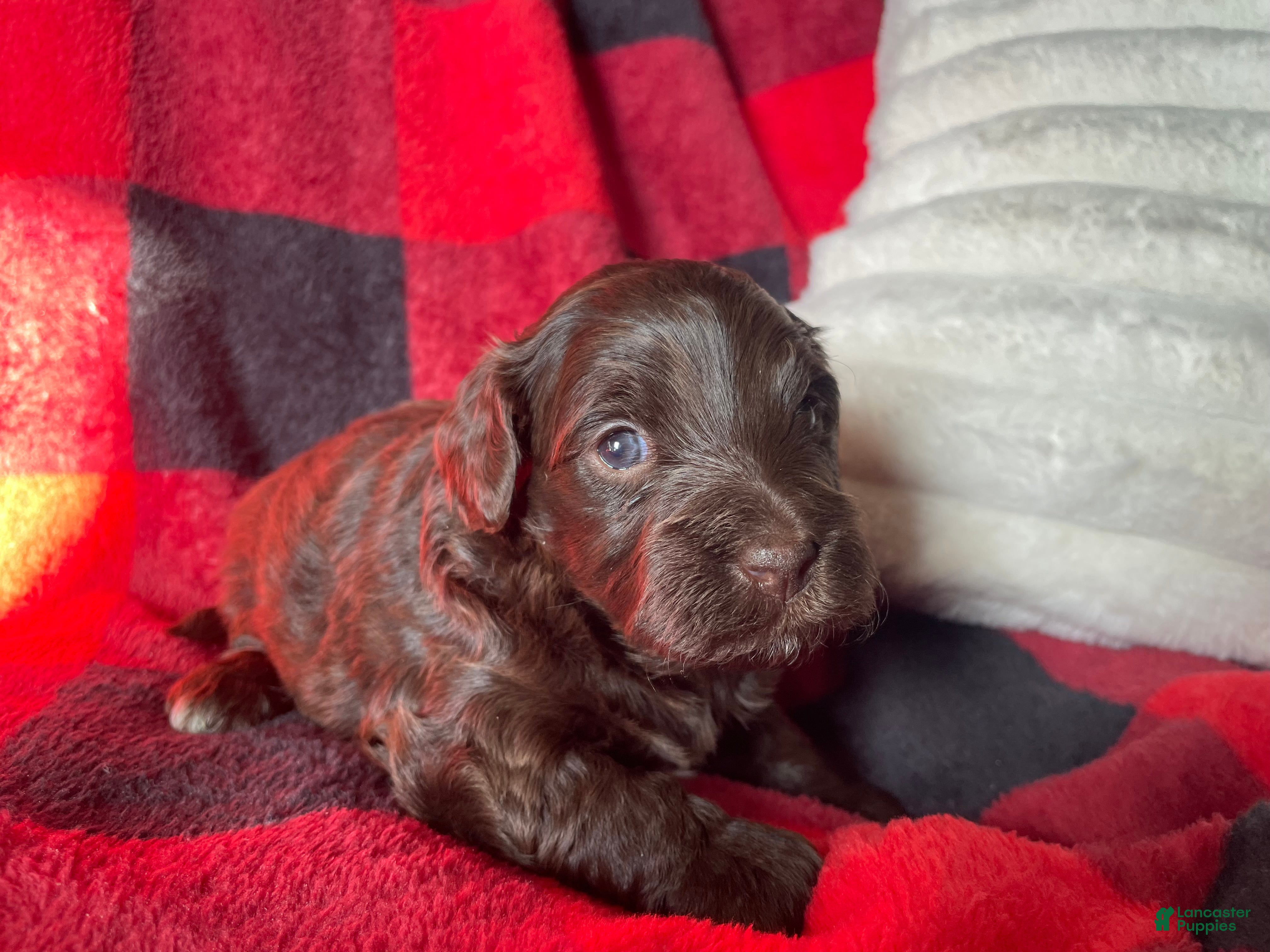 Labradoodle dogs Oakley - Ad 1