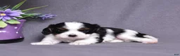 Cavalier King Charles Spaniel dogs for sale: Oreo - Ad 3