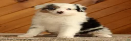 Australian Shepherd dogs for sale: Tina - Ad 2