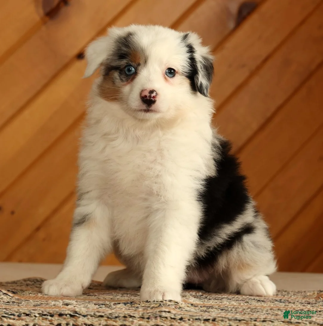 Australian Shepherd dogs for sale: Tina - Ad 2