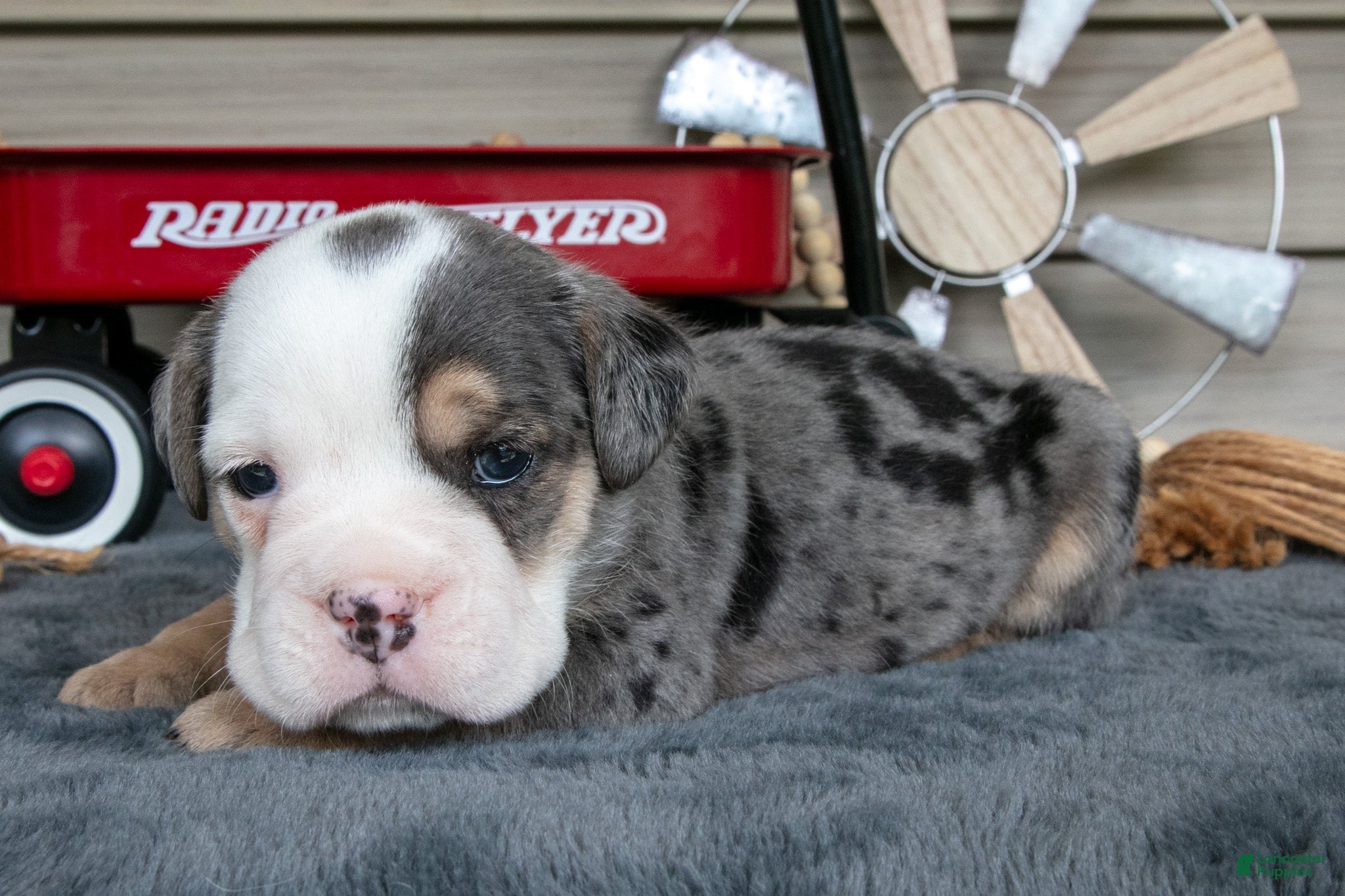 Beabull dogs for sale: Nemo - Ad 1