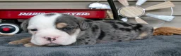 Beabull dogs for sale: Nemo - Ad 1