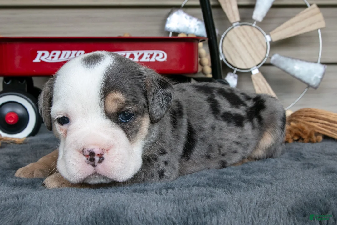 Beabull dogs for sale: Nemo - Ad 1