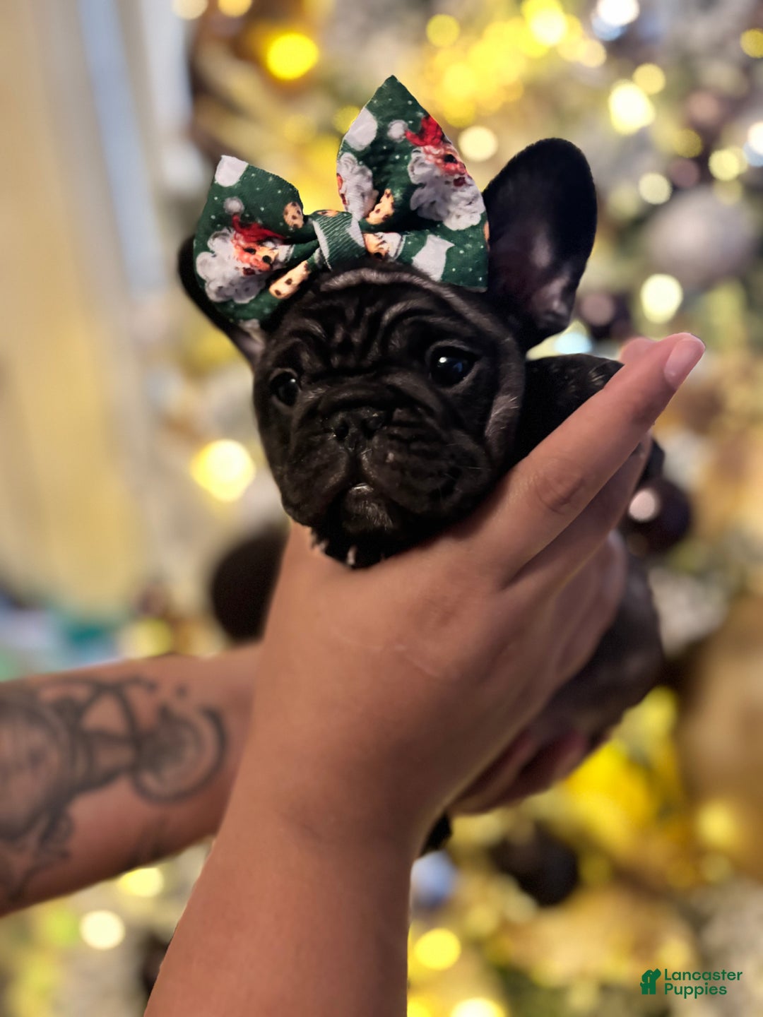 French Bulldog dogs for sale: French Bulldog Puppy 5 - Ad 3