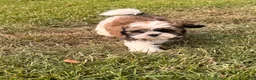 Malshi dogs for sale: Malshi 3 - Ad 3