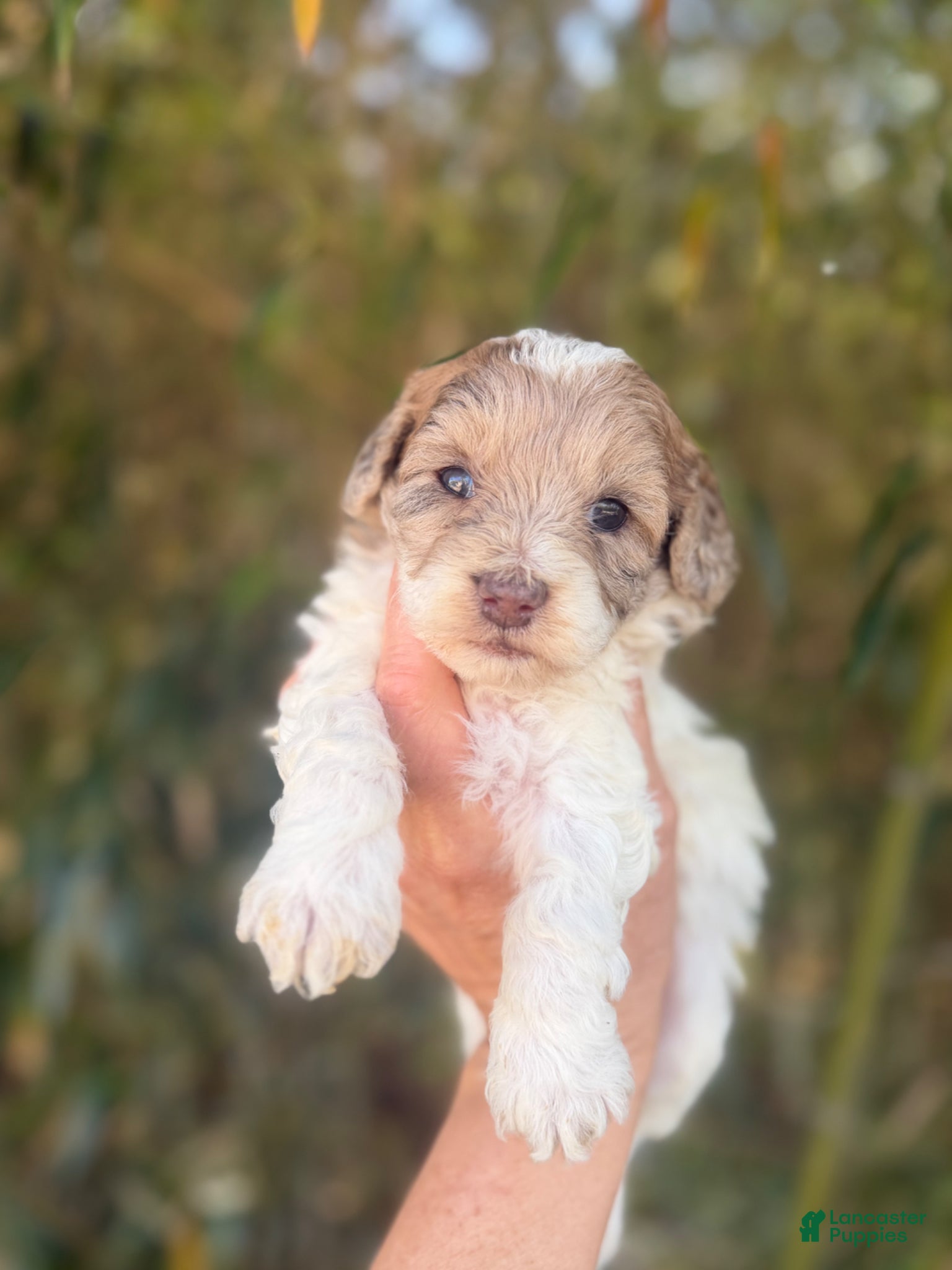 Cockapoo dogs Cockapoo Puppy 5 - Ad 4