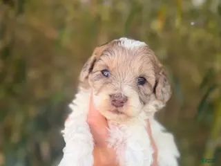 Cockapoo dogs Cockapoo Puppy 5 - Ad 4