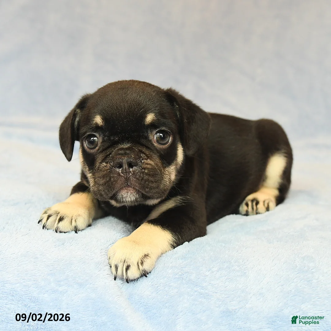 French Bulldog dogs for sale: Tanker - Ad 2