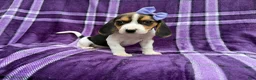 Beagle dogs for sale: Pooh - Ad 8