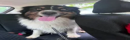 Australian Shepherd dogs for stud: Luca Vito - Ad 9