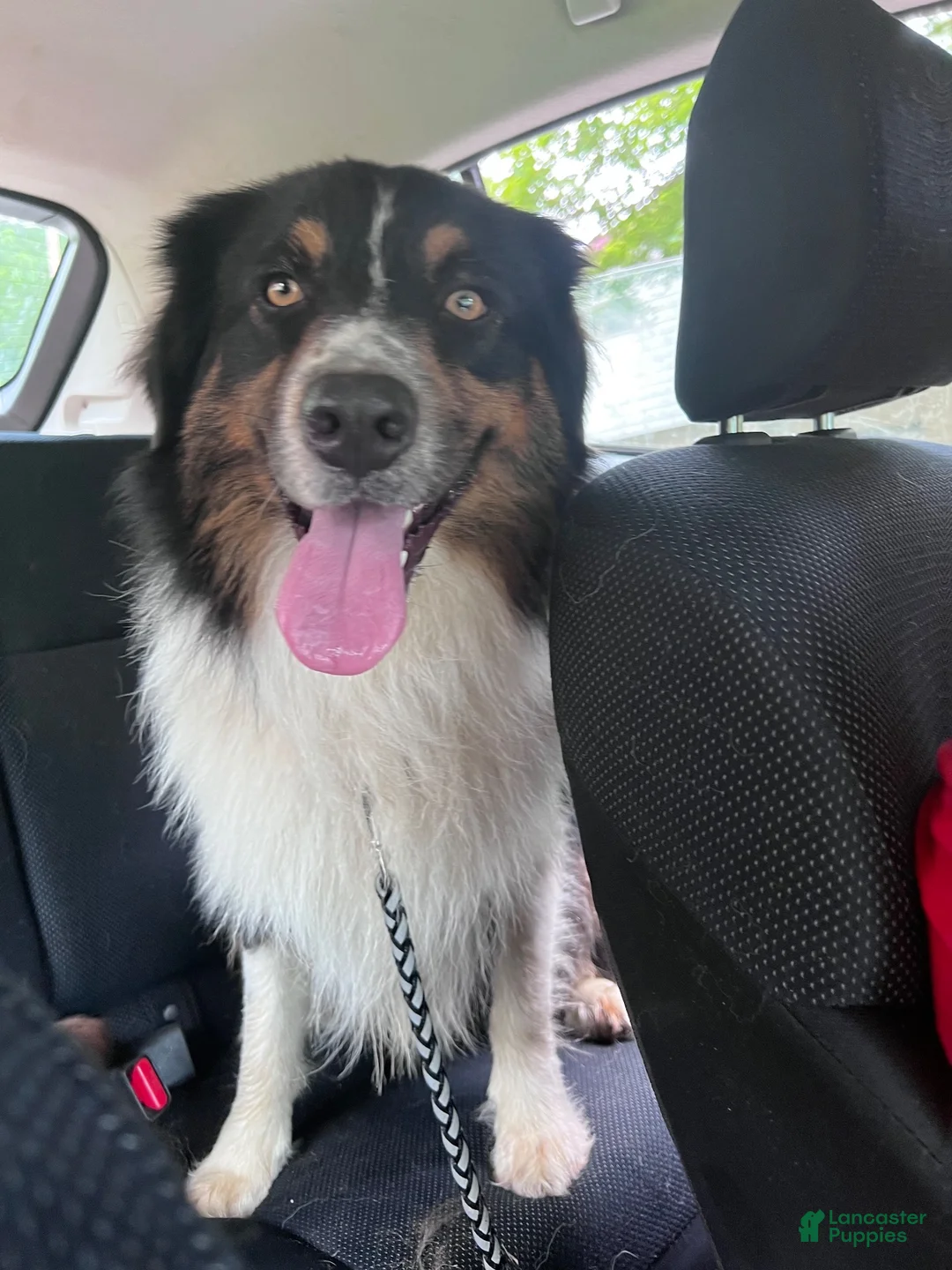 Australian Shepherd dogs for stud: Luca Vito - Ad 9