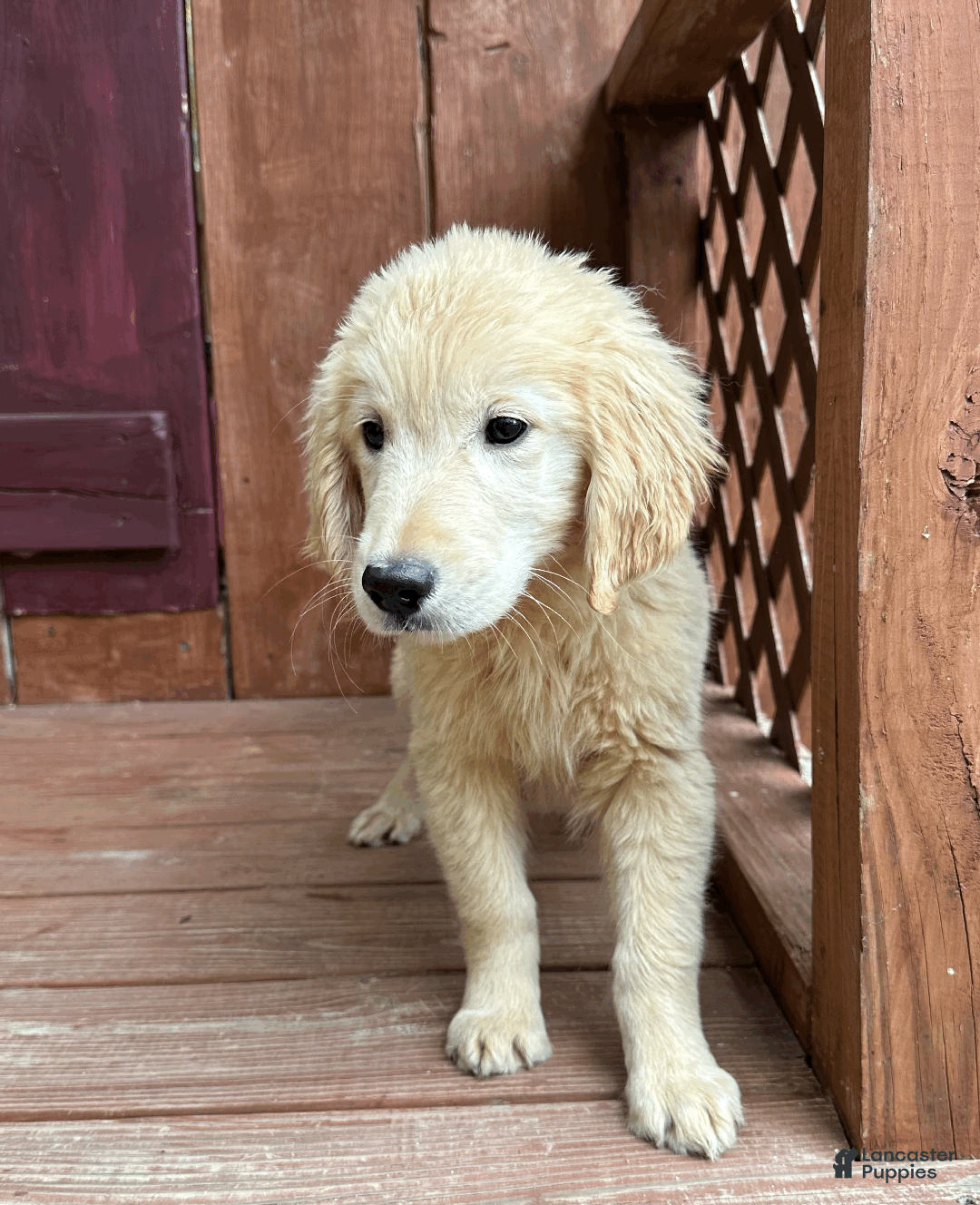 Golden Retriever dogs for sale: AKC Hansel - Ad 3