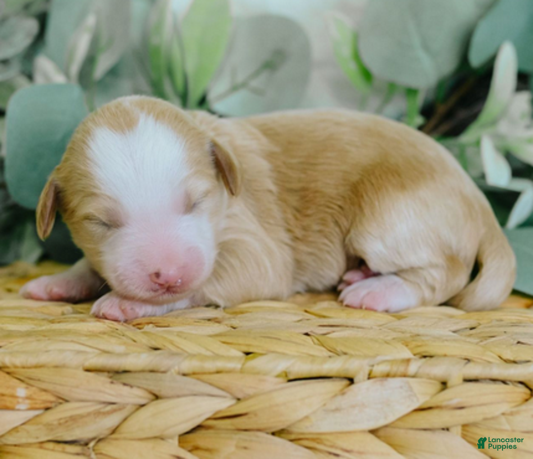 Bernedoodle dogs for sale: Crimson - Ad 4