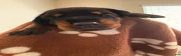 Doberman Pinscher dogs for sale: Astro-Brown Collar  - Ad 2