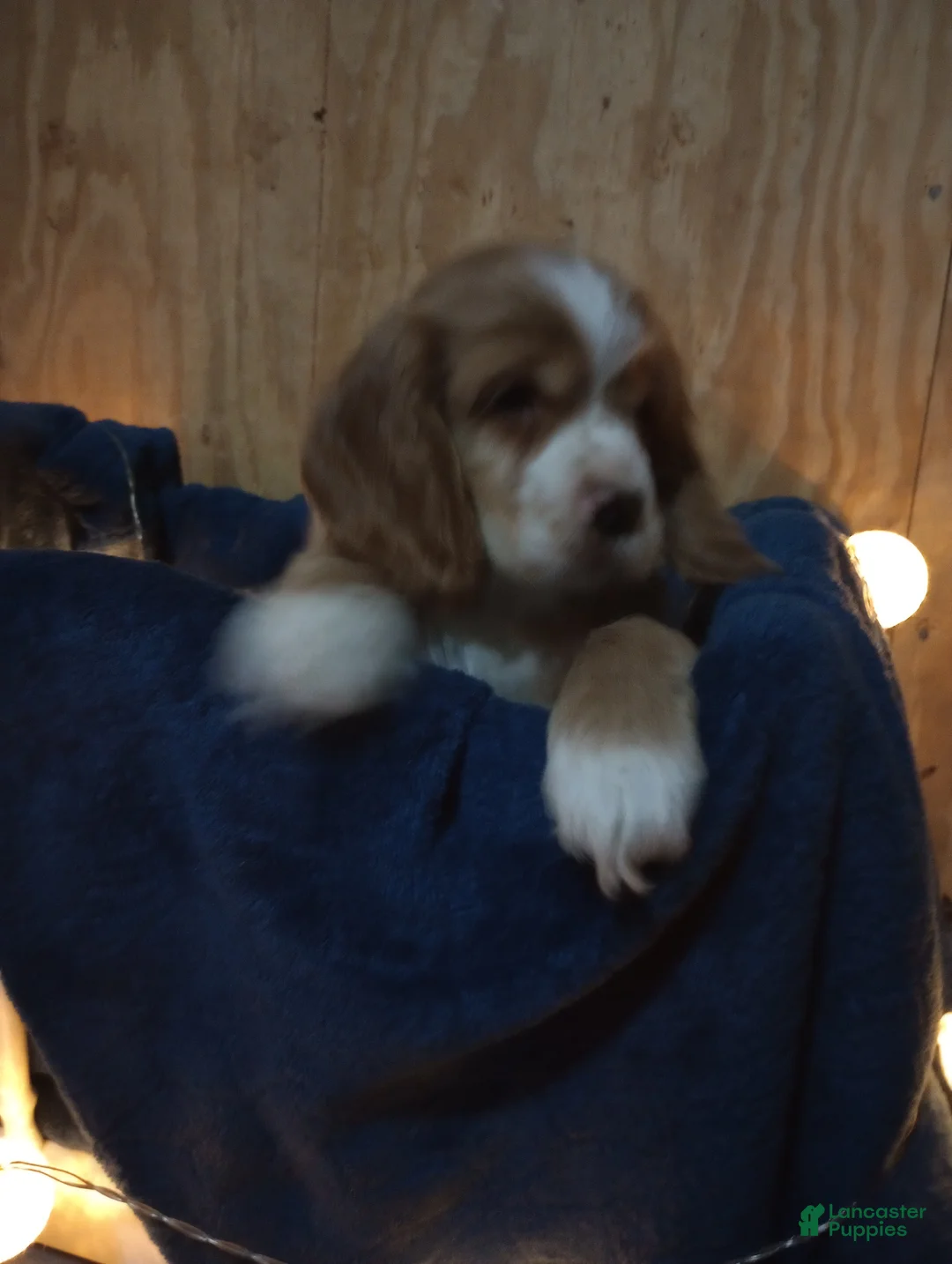 Cocker Spaniel dogs for sale: King - Ad 2