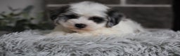 Maltipoo dogs for sale: Chubbs - Ad 15